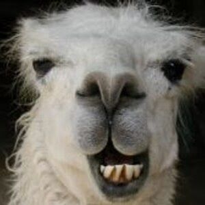 Meet your Posher, Gabriela